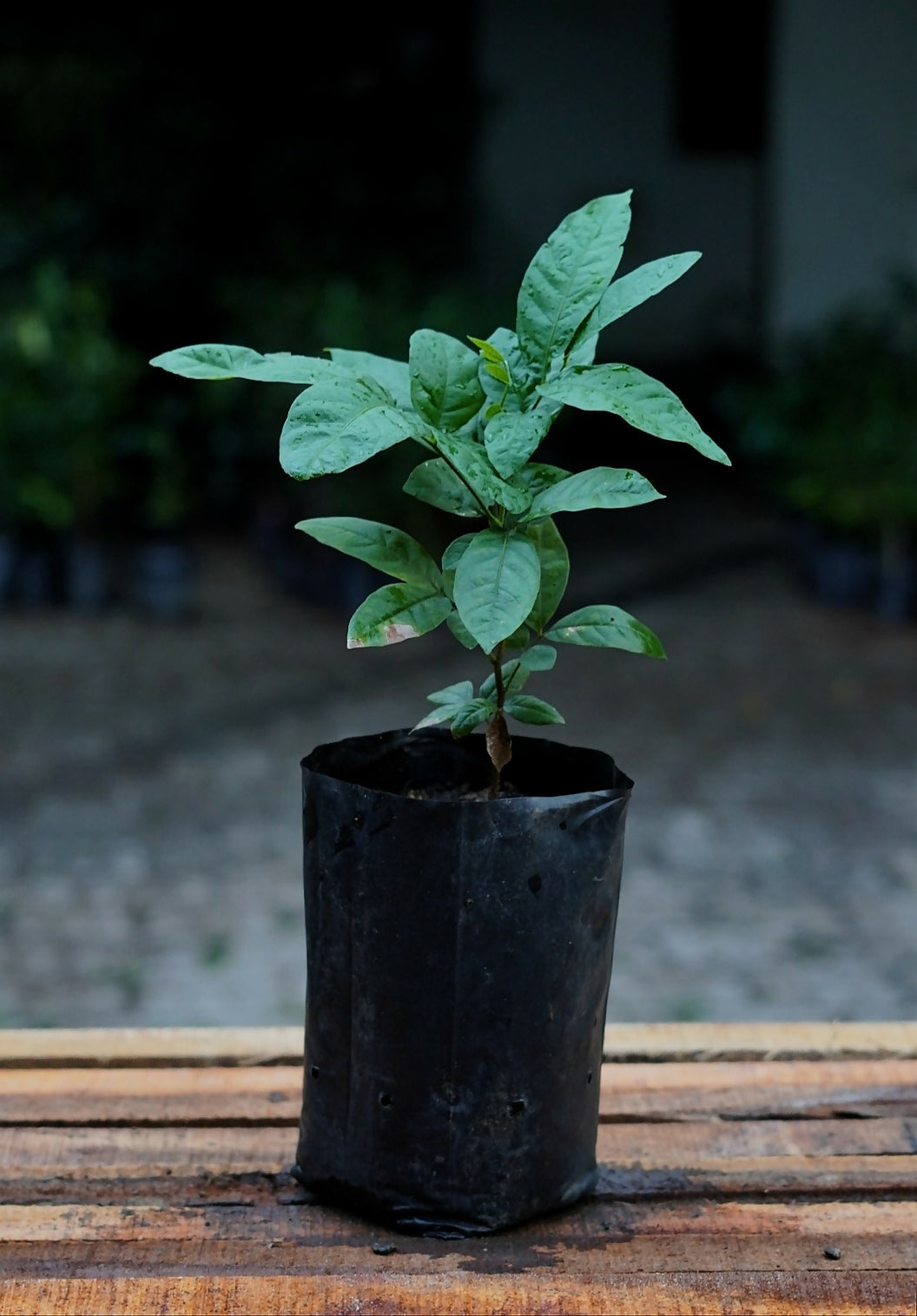 Ice Cream Bean Fruit Plants (Inga Edulis)