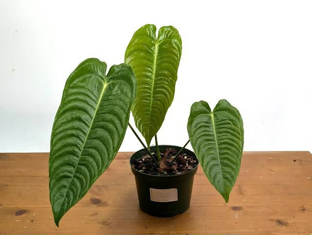 Anthurium Veitchii King