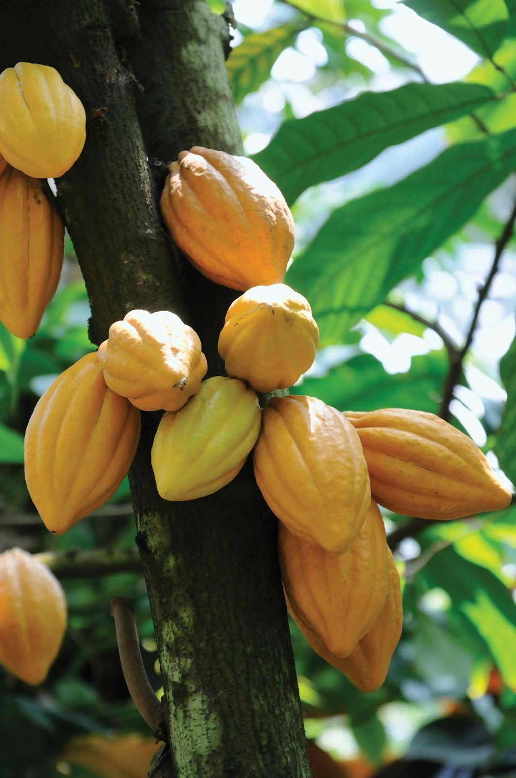 Cocoa Fruit Plants (Theobroma Cacao)