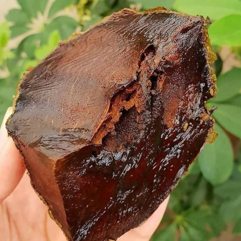 Black Sapote Fruit Plant (Diospyros Nigra)