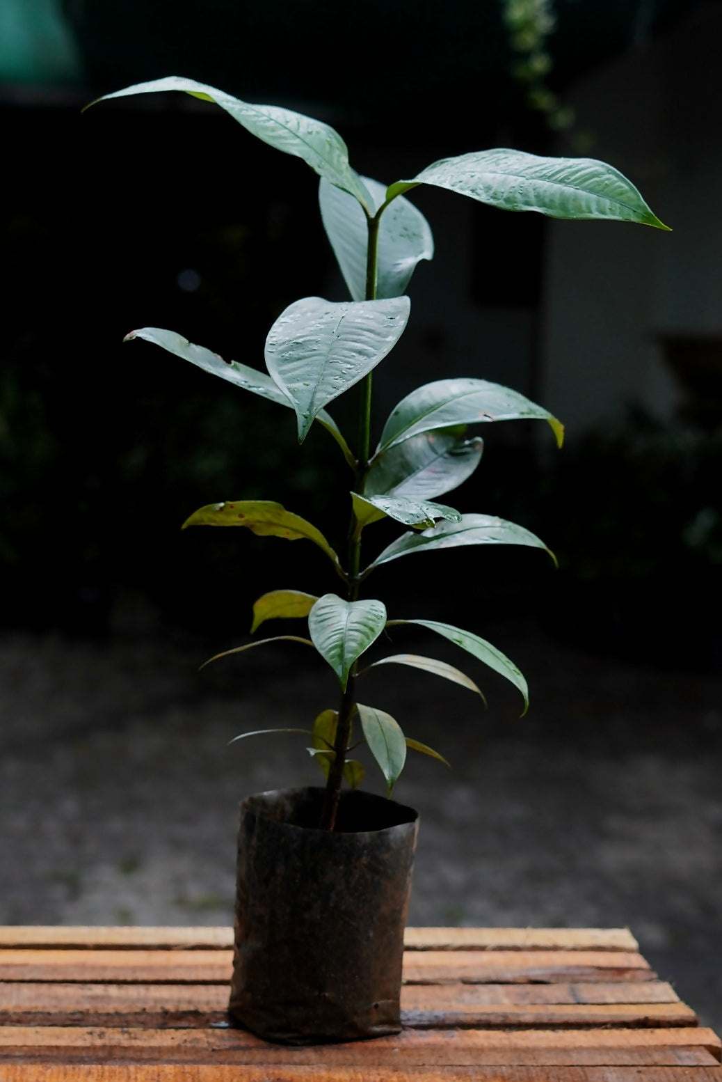 Mangosteen Fruit Plants (Garcinia Mangostana)