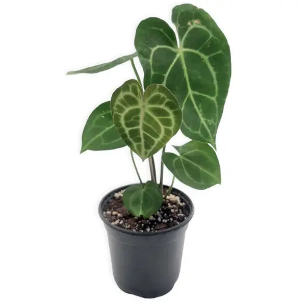 Anthurium Clarinervium - Rare - BIG