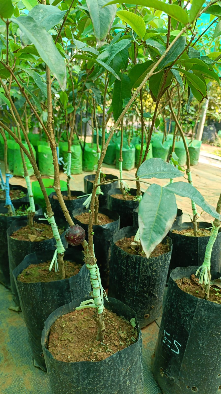 Escarlet Jabo Fruit Plant - Keyfarm Wayanad