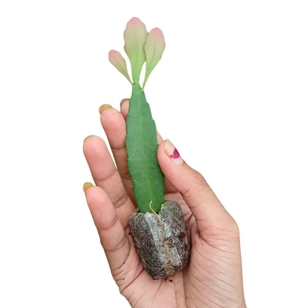 Pseudorhipsalis Ramulosa, Red Mistletoe Cactus