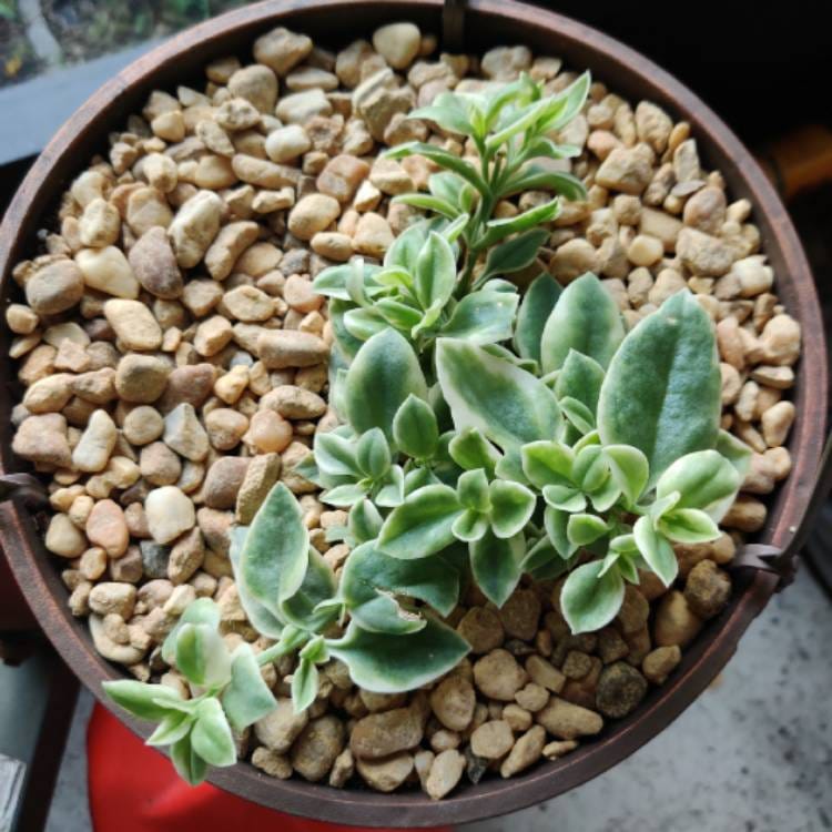 Baby Sunrose 'Variegated'(Heart leaf ice plant)