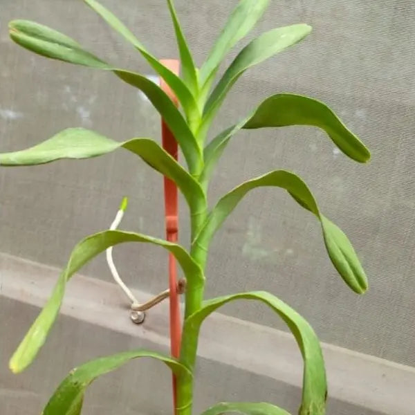 Aranthera Annie Black Top Cut