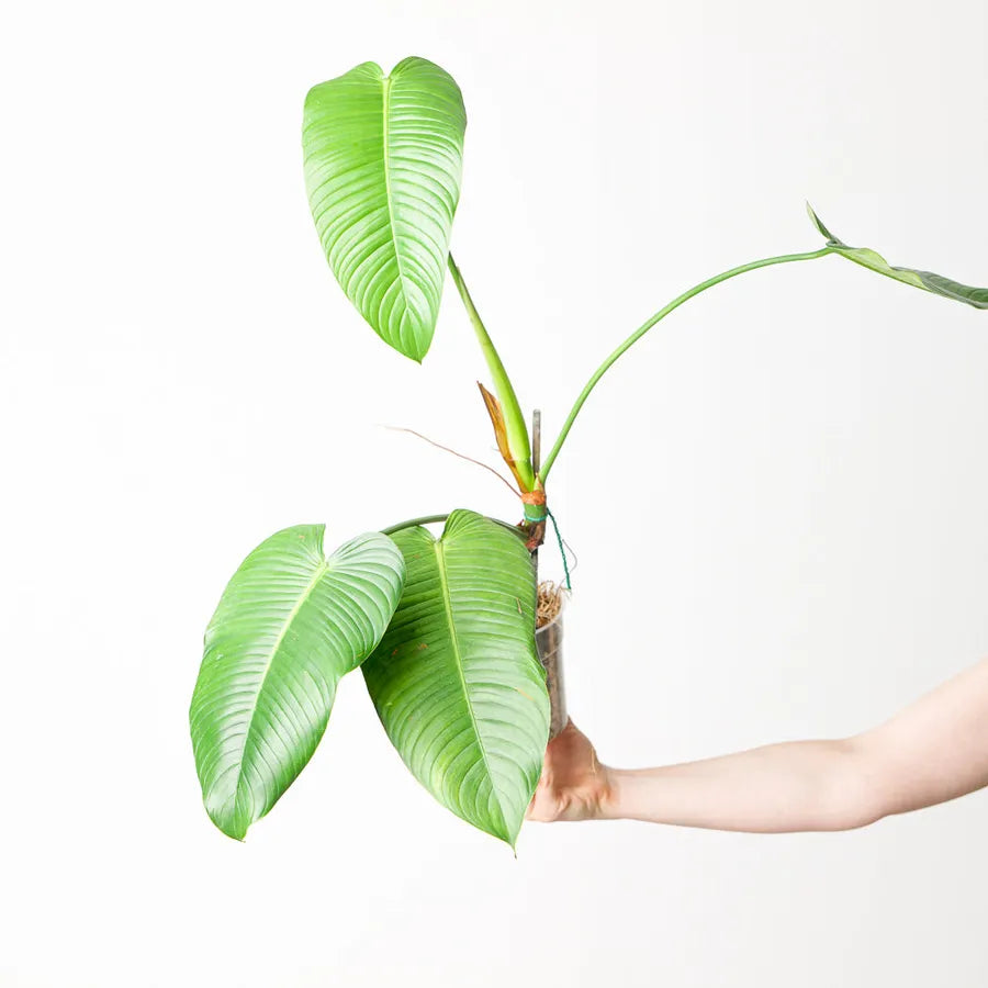 Philodendron Scherberichii- Rare Plant