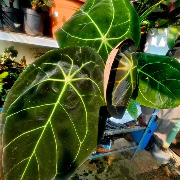 Anthurium Forgetii Red Spider