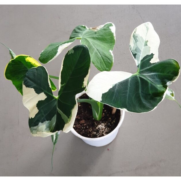 Alocasia Mickey mouse (small)