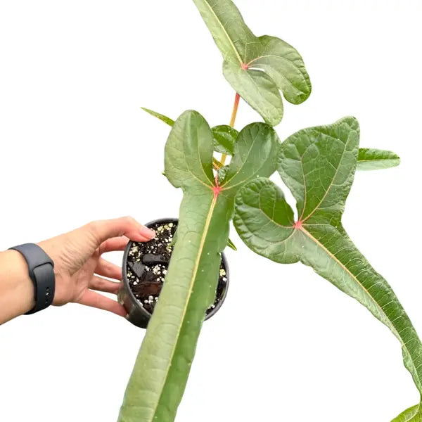 Abelmoschus Manihot sp. papua Cenderawasih - Super Rare