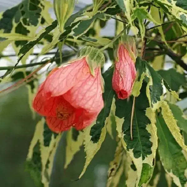 Variegated Abutilon 'Souvenir De Bonn'