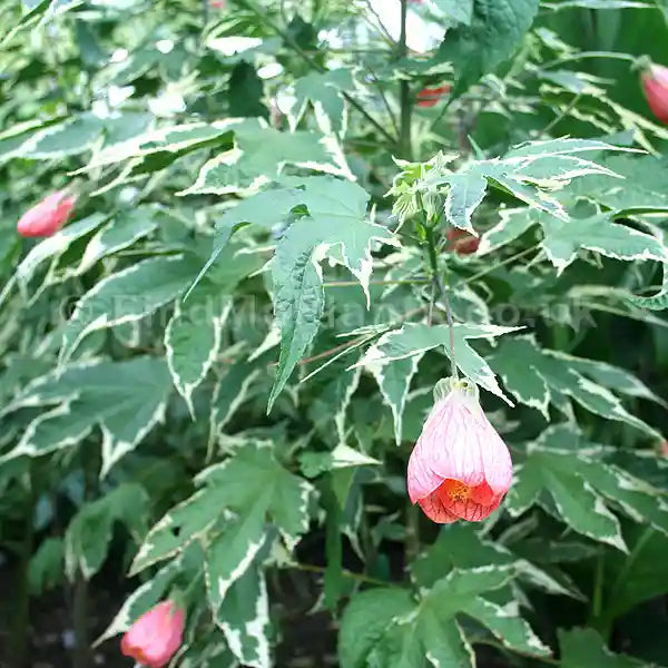 Variegated Abutilon 'Souvenir De Bonn'