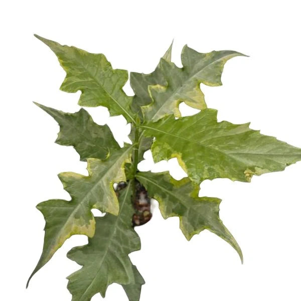 Acanthus Montanus Variegated - Rare
