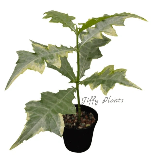 Acanthus Montanus Variegated - Rare
