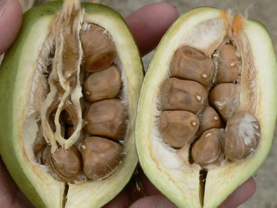 Malabar Chestnut Fruit Plants (Pachira Aquatica)