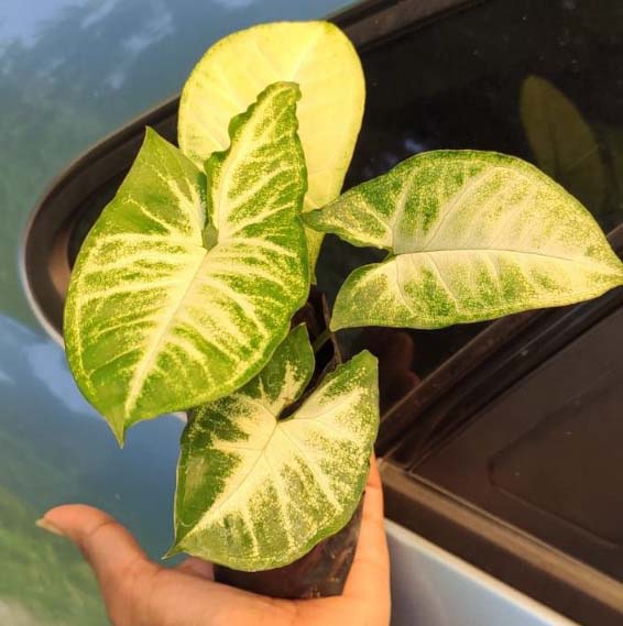 Syngonium Crow's Foot