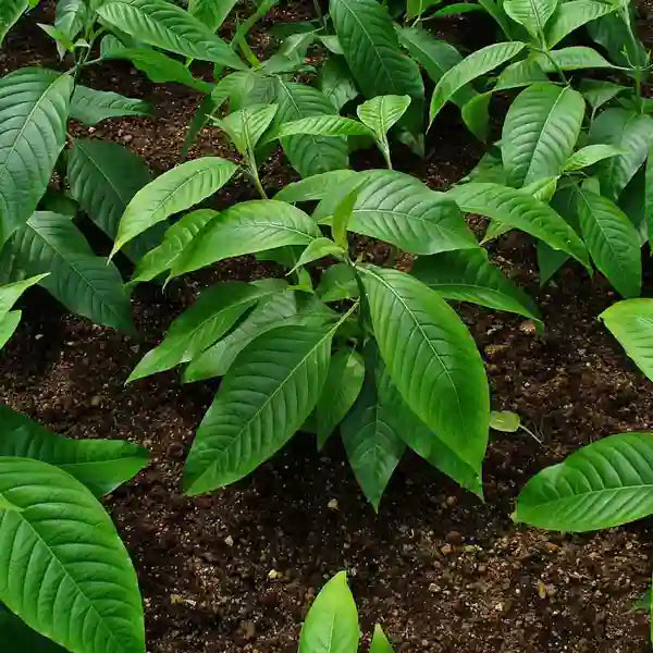 Adalodakam,Justicia Adhatoda,Adhatoda vasica