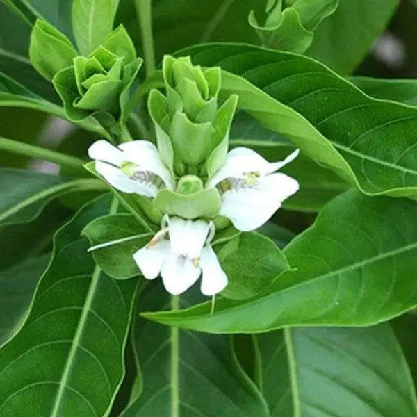 Adalodakam,Justicia Adhatoda,Adhatoda vasica