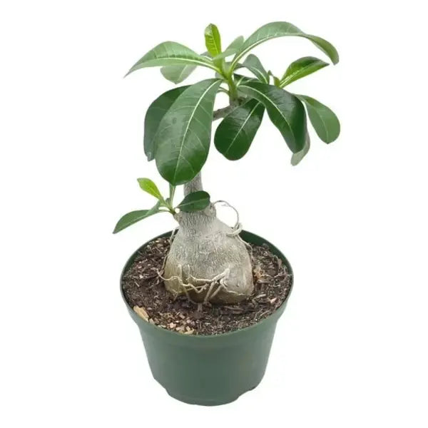 Adenium Plant - 65