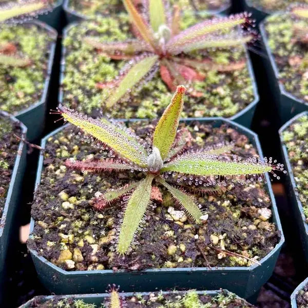 Drosera Adelae