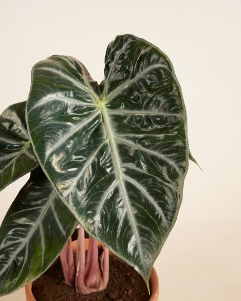 Alocasia Pink Dragon leaf details and texture – healthy indoor plant