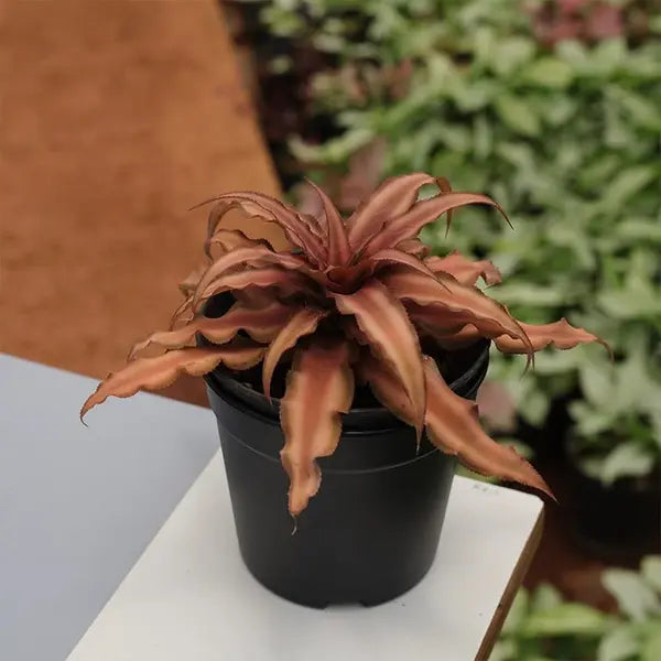 Cryptanthus Brown