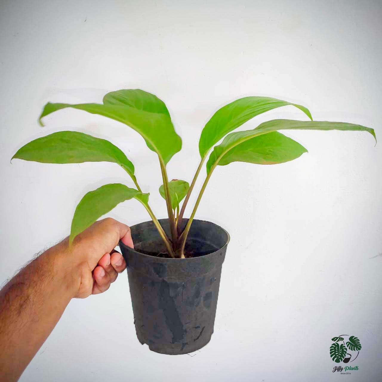 Buy BLACK BAT FLOWER (Tacca Chantrieri) - Rare Plant
