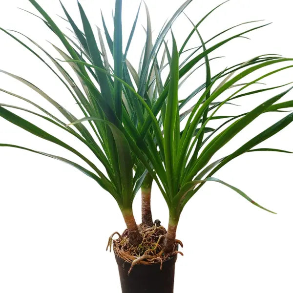 Dracaena Draco Tree