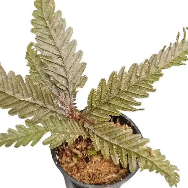 Selaginella sp. (Brown) - Rare