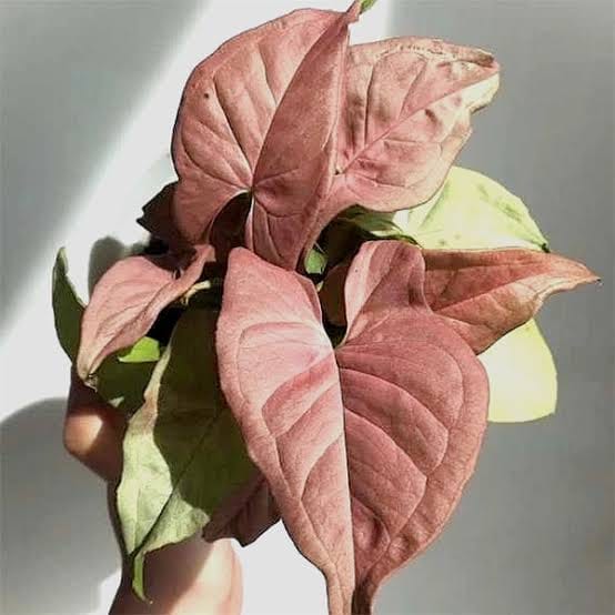 Syngonium Podophyllum Neon Robusta healthy live foliage plant – Foliages India