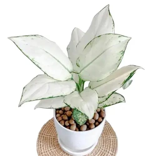 Aglaonema Super White leaf details and texture – healthy indoor plant