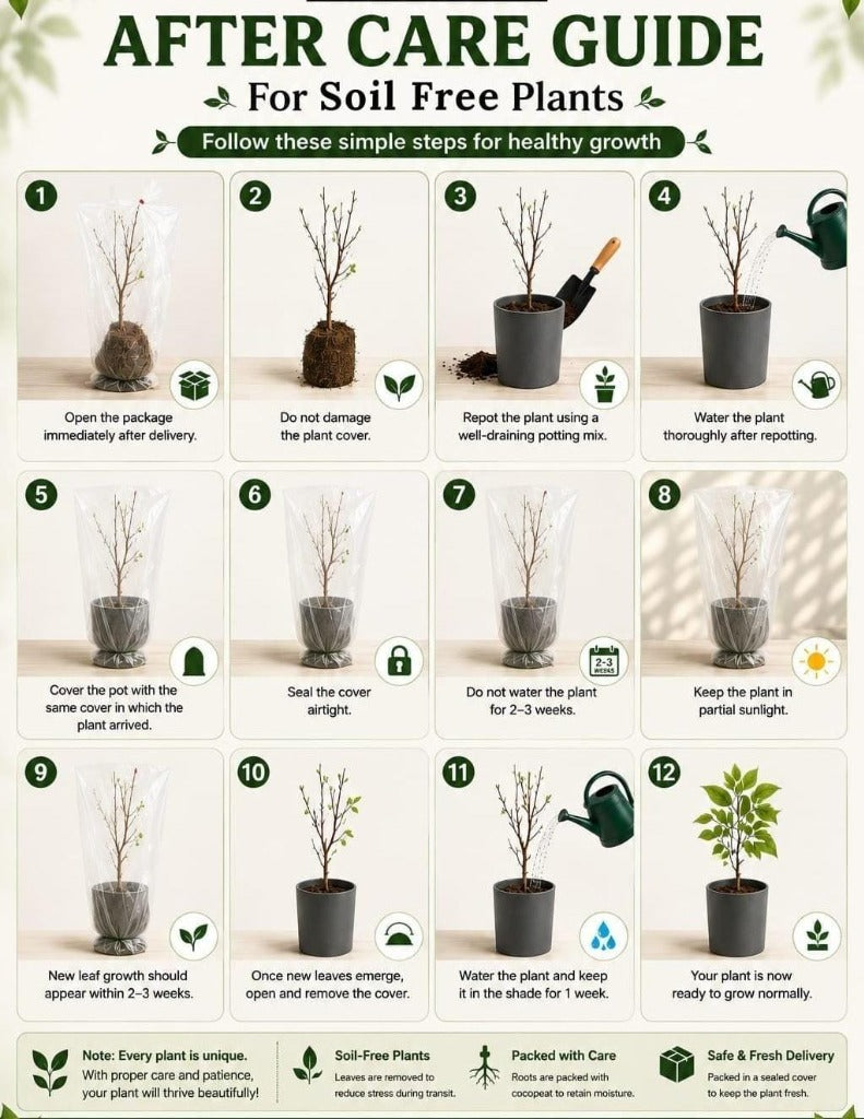 After Care Guide for Soil Free Plants