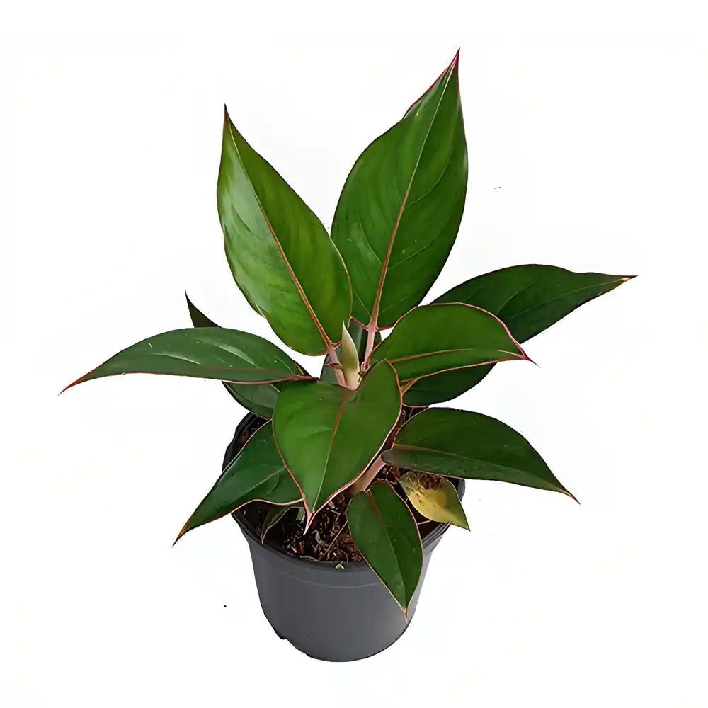 Aglaonema ‘Black Lipstick’ - BIG