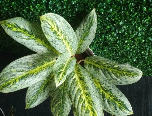 Aglaonema Butterfly (Big)