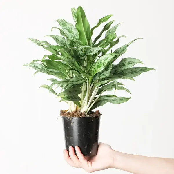 Aglaonema Greyhound