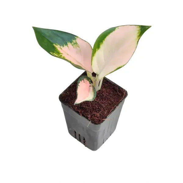 Aglaonema Cochin Peach