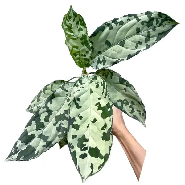 Aglaonema Pictum white -Rare