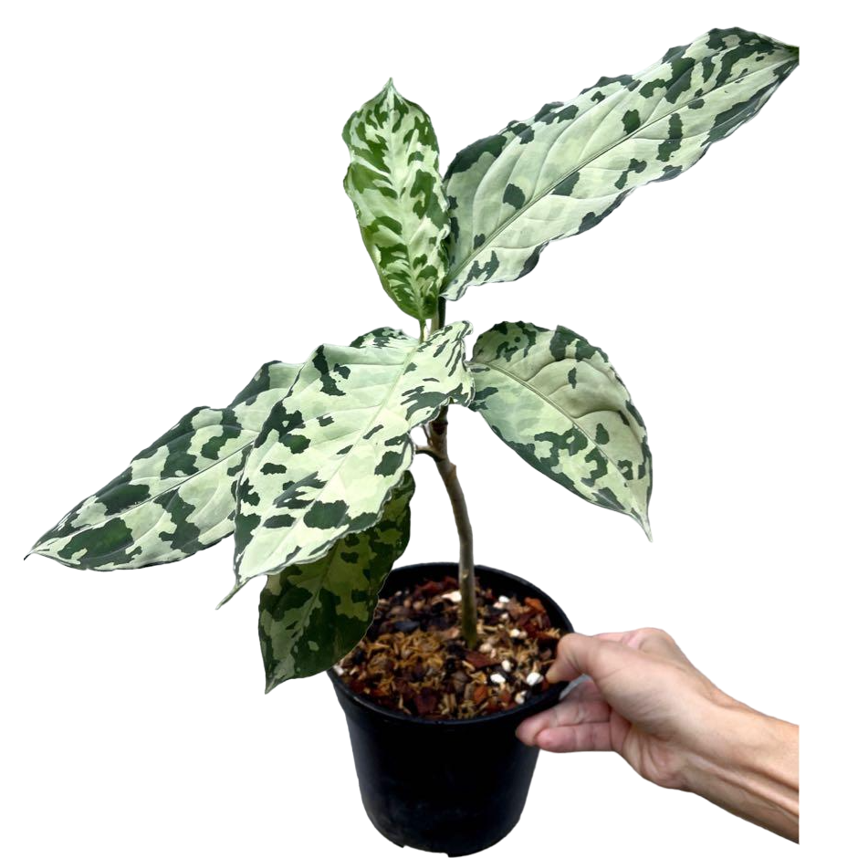 Aglaonema Pictum white -Rare