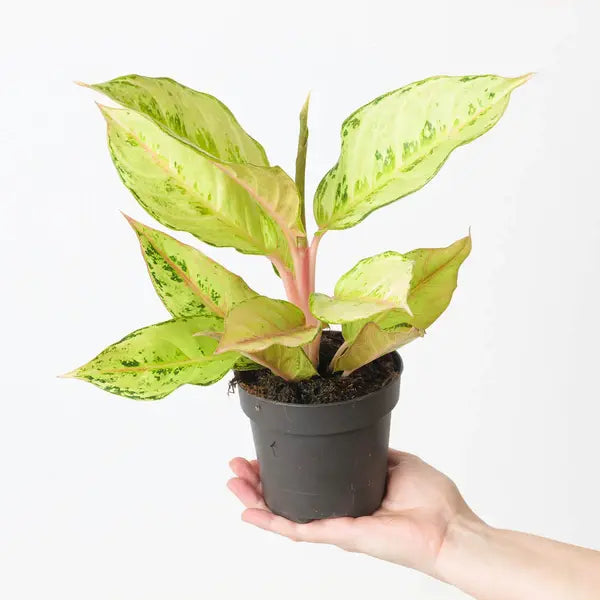 Aglaonema Frozen