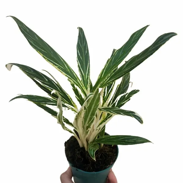 Aglaonema Bamboo