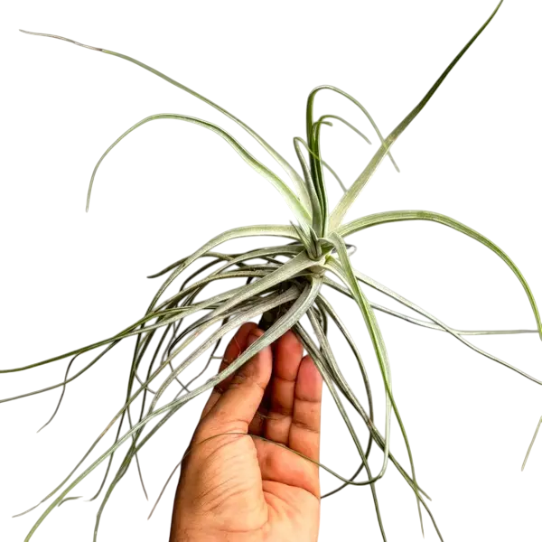 Tillandsia Schiedeana - Giant Form