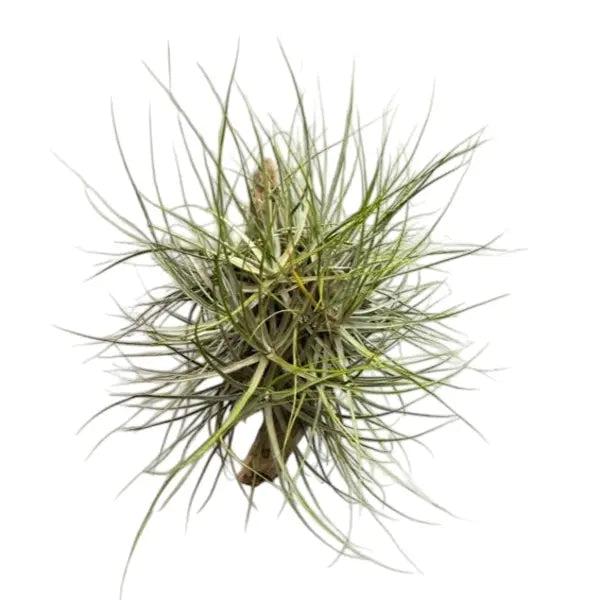 Tillandsia Schiedeana - Giant Form