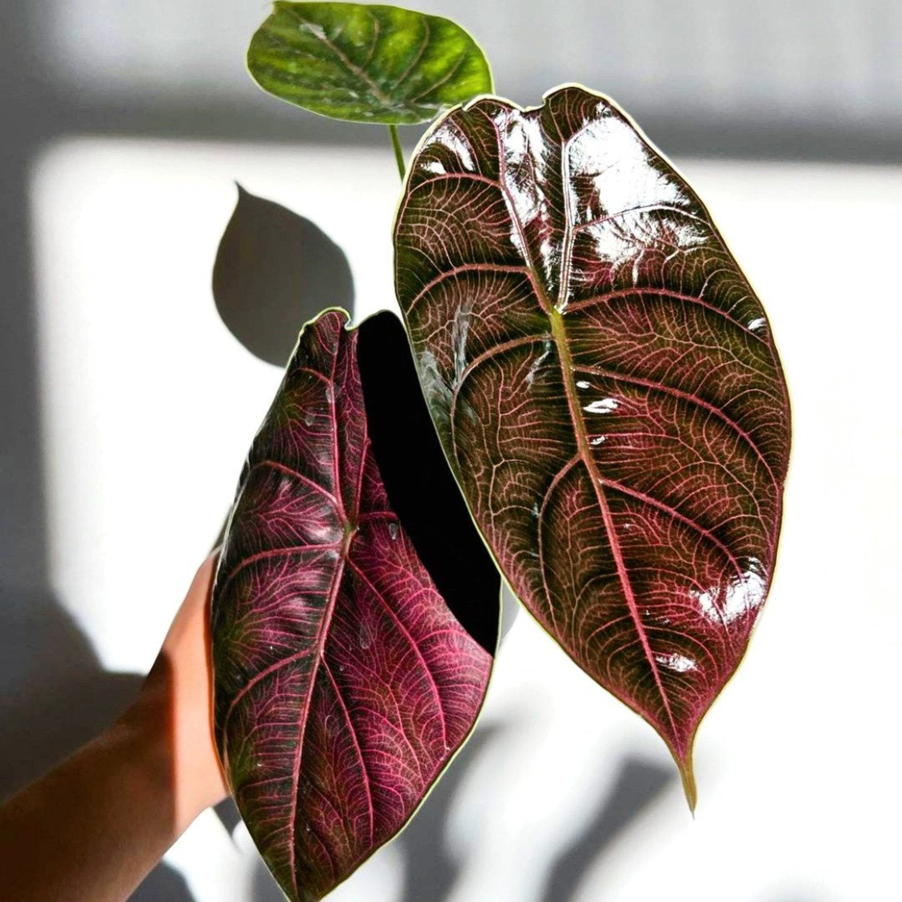 Alocasia Azlanii healthy live foliage plant – Foliages India