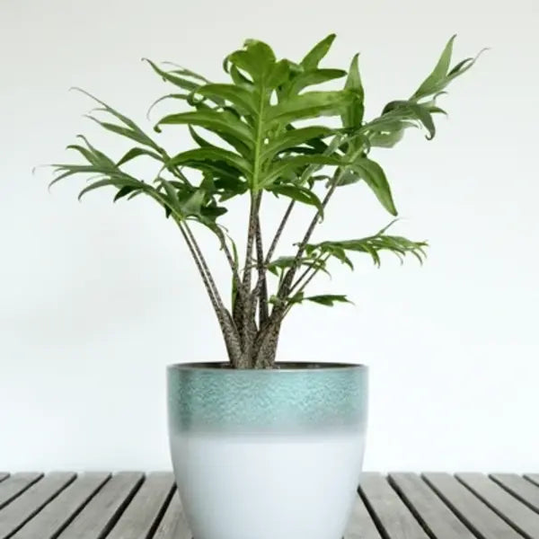 ALOCASIA BRANCIFOLIA PINK PASSION- Rare (Big Plant)