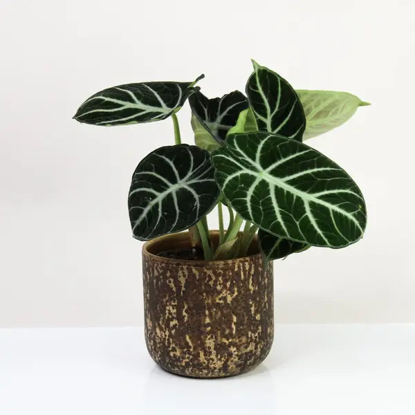 Alocasia Ninja
