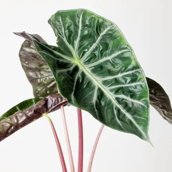 Alocasia Pink Dragon