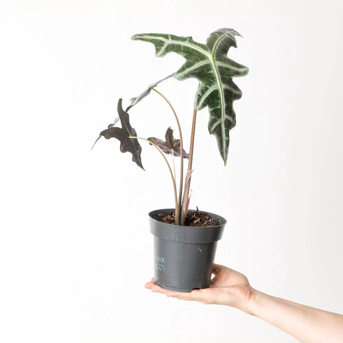 Alocasia ‘Nobilis’ - Rare