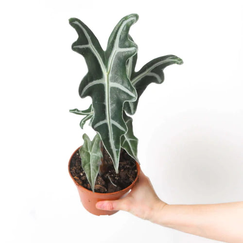 Alocasia ‘Nobilis’ - Rare