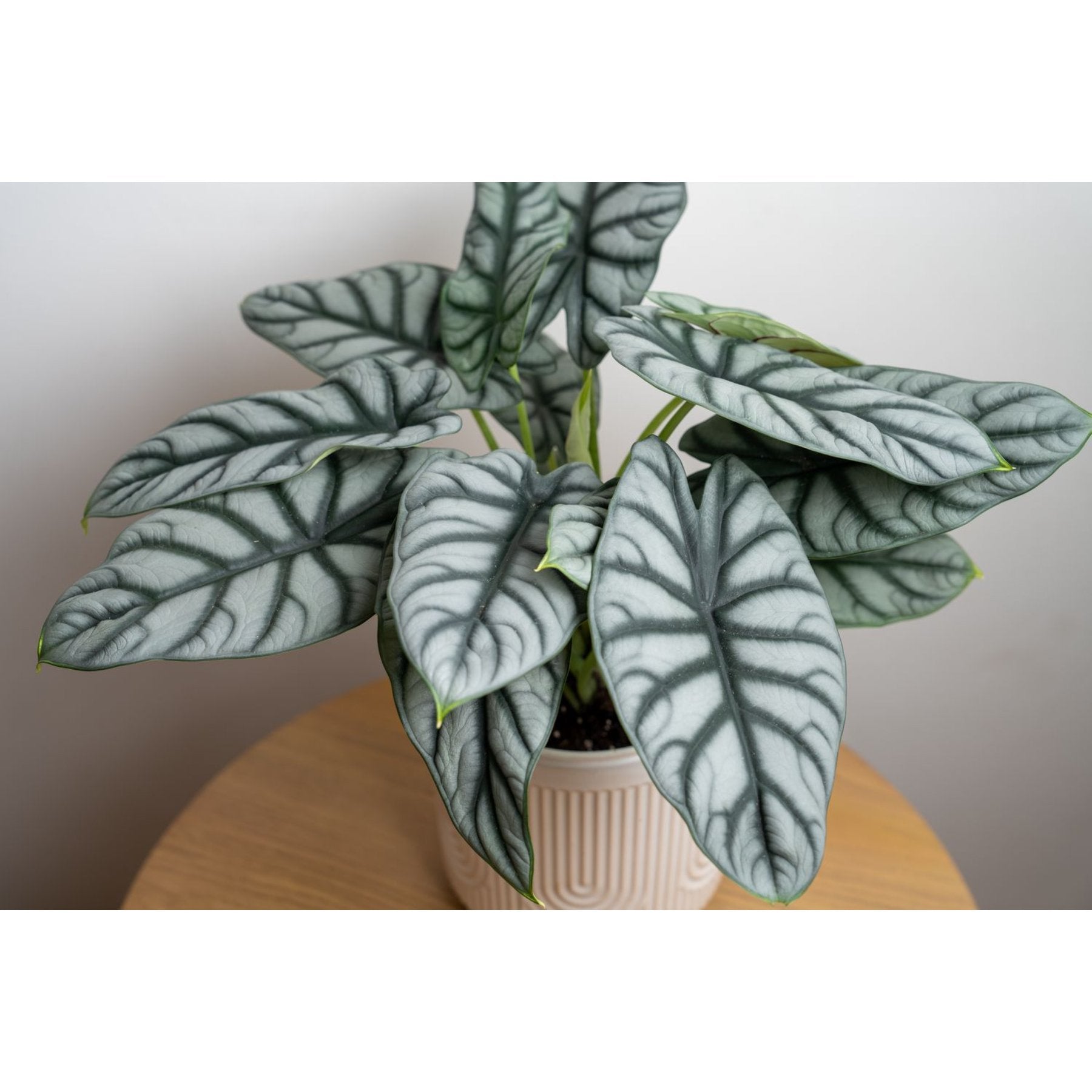Alocasia Silver Dragon leaf details and texture – healthy indoor plant