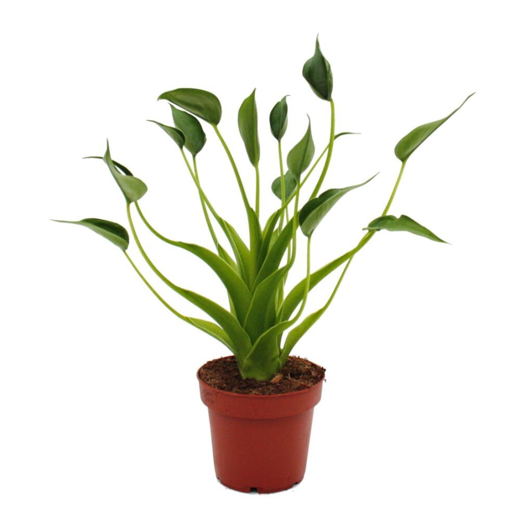 Alocasia Tiny Dancer – Compact Alocasia Tiny Dancer foliage – Jiffy Sized